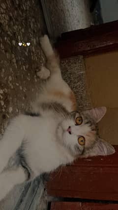 cat for sale