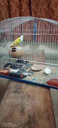 Australia parrots