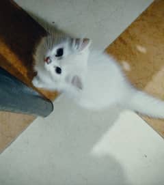 cute cat for sale