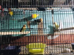 Birds