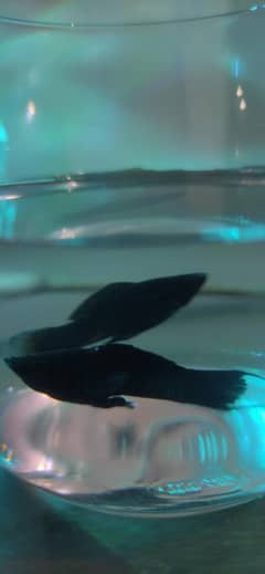 Healthy and Active Mollies and Guppies pairs  (Ready to Give birth)