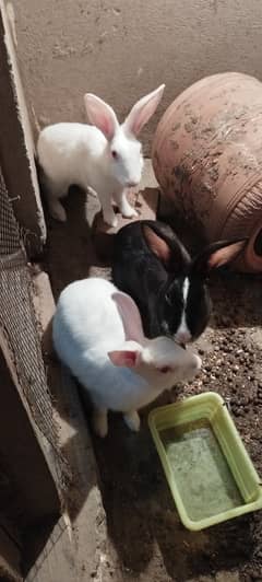 Rabbit