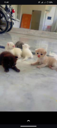 persian