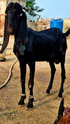 Beetal Goat Breeder Male for Sale In Rawalpindi and GujarKhnan