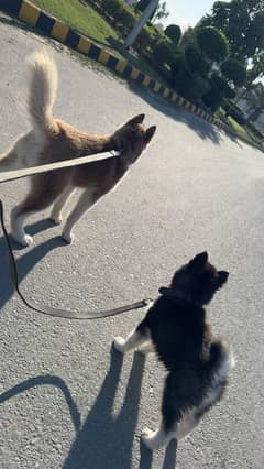 Siberian husky pair