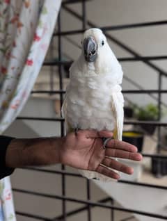 umbrella cocktaoo