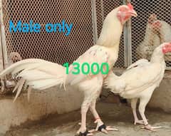 paper white heera