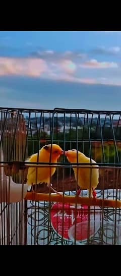 Male canary bird