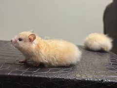 Hamsters