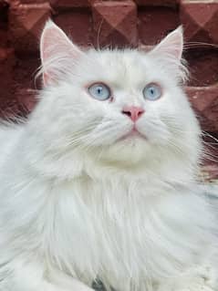 Persian