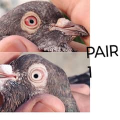 2 Pairs + 3 Females