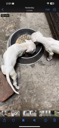 Dogo argentino male female puppy  pedigree