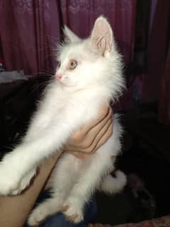 Persian Kittens