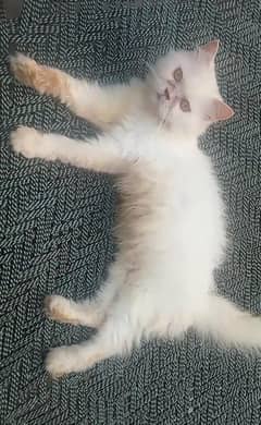 Persian breeder cat for sale