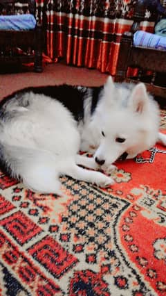 Husky
