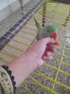 Raw parrot baby hai