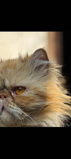 male cat available for Mating /stud service/cat cross and not for sale