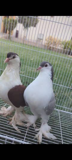 Lahori Sherazi German line breeder pair + 1 Extra female