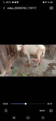 dumba for sale 2.5 month 03152054594