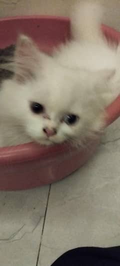 2 months female kitten fully active and healthy