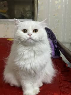 Persian Pair,Male Is Neutered