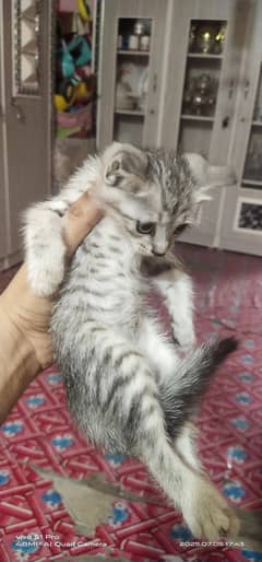 Cute kitten