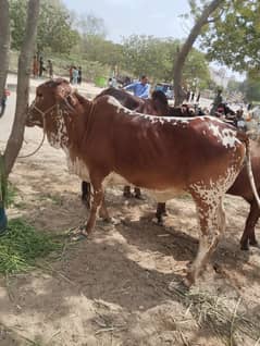 Qurbani Bachra and bachia