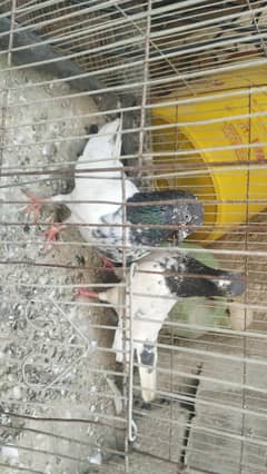 Rampuri pegions