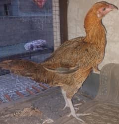 Desi Murghi
