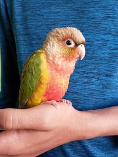 Pine apple. Conure. 6. Months. Age.
