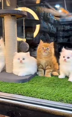 Persain kittens