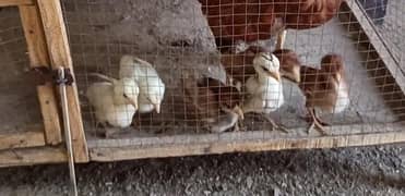Sindhi Aseel Chicks