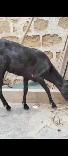 teddy bakri/ taddy goat