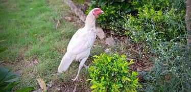 White aseel heera female available