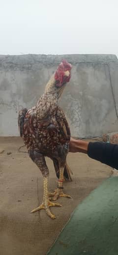 SS Birds Kingdom