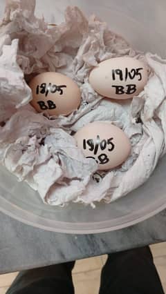 Austrolp Fertile eggs for sale