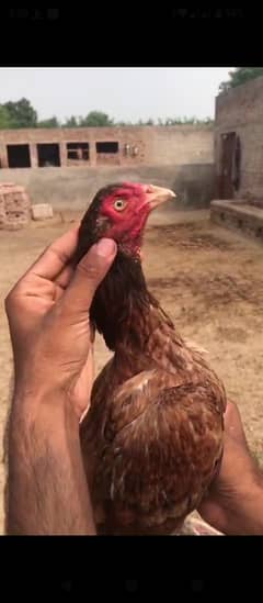 pure Aseel hen for sale