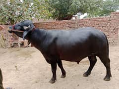 kata (Best for breeding and form lovers)
