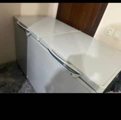lush condition in low price