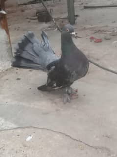 one pigeon