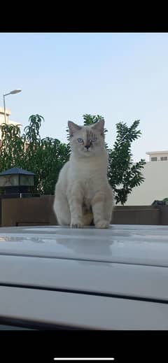 All breeds of cats and kittens