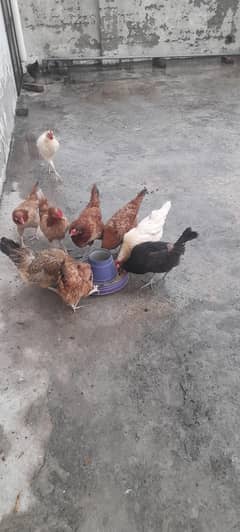 hens