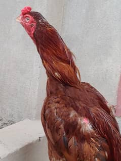 Pure Aseel  Murga Mianwali Breed.