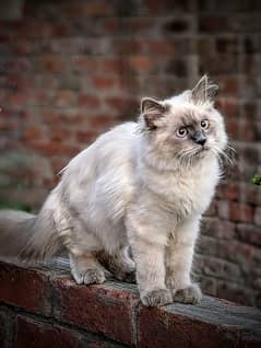 Beautiful Siamese Male Cat