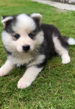 Husky dog