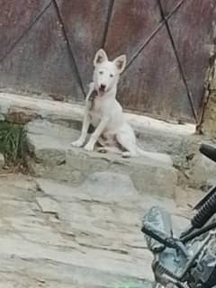 russain 9month old mini puppy 03709515014whatsapp