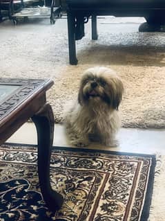 Shihtzu for sale