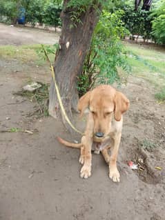 Brown Labrador retriever