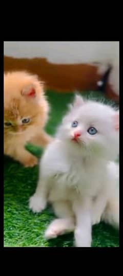 Persian kitten for urgent salemy WhatsApp number 0331 9289880