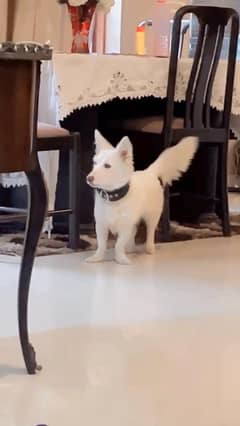 Russian Dog zero size urgent sale